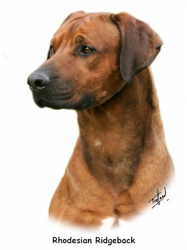 Rhodesian Ridgeback 9Y338D-041.jpg